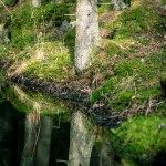 Vallmo Källa vatten vallmokälla urtidsdjur urskog stenar spegel skogen skog porträtt mossa bäck 