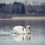 Svansjön vårkänslor swanlake swan svansjön svanar svan sjö nature love lake heart fysingen 