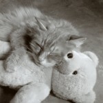 vikki-hart-nap-with-teddy