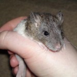 20100424762 (Medium)