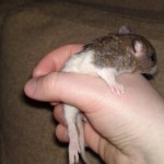 20100424763 (Medium)