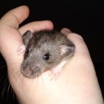 20100424766 (Medium)