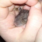 20100424772 (Medium)