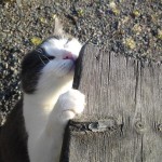 20100515959 (Medium)