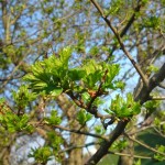 20100515963 (Medium)