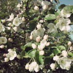 apple blossom