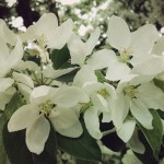 flowers from heaven2