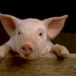 pig-01