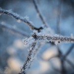 Frostfoto 