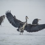 Fåglar   Råstasjön 