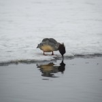 Fåglar   Råstasjön 