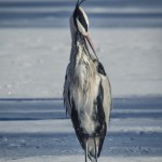 Fåglar – Råstasjön 