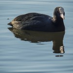 Fåglar – Råstasjön 