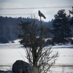 Fågelskådning 