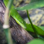 Besök i Zoobutiken zoobutiken uppsala herperschoise herpers djuraffär 