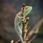 Besök i Zoobutiken zoobutiken uppsala herperschoise herpers djuraffär 