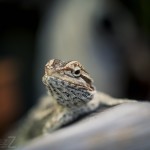 Besök i Zoobutiken zoobutiken uppsala herperschoise herpers djuraffär 