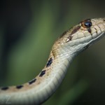 Besök i Zoobutiken zoobutiken uppsala herperschoise herpers djuraffär 