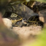 Besök i Zoobutiken zoobutiken uppsala herperschoise herpers djuraffär 