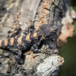 Besök i Zoobutiken zoobutiken uppsala herperschoise herpers djuraffär 