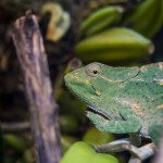 Besök i Zoobutiken zoobutiken uppsala herperschoise herpers djuraffär 