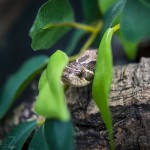 Besök i Zoobutiken zoobutiken uppsala herperschoise herpers djuraffär 