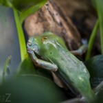 Besök i Zoobutiken zoobutiken uppsala herperschoise herpers djuraffär 