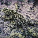 Besök i Zoobutiken zoobutiken uppsala herperschoise herpers djuraffär 