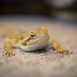 Besök i Zoobutiken zoobutiken uppsala herperschoise herpers djuraffär 