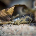 Besök i Zoobutiken zoobutiken uppsala herperschoise herpers djuraffär 