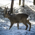 Järvzoo 