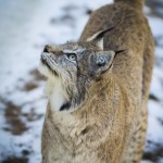 Järvzoo 