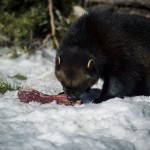 Järvzoo 