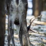 Järvzoo 