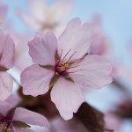 Körsbärsblomster 