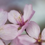 Körsbärsblomster 