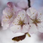 Körsbärsblomster 