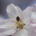 Körsbärsblomster 