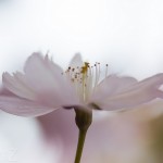 Körsbärsblomster   igen 