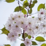 Körsbärsblomster   igen 