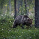 Björngömslet skog gömsle björnar björn 