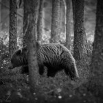 Björngömslet skog gömsle björnar björn 