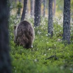 Björngömslet skog gömsle björnar björn 