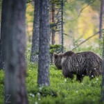 Björngömslet skog gömsle björnar björn 