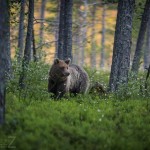 Björngömslet skog gömsle björnar björn 