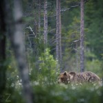 Björngömslet skog gömsle björnar björn 