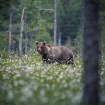 Björngömslet skog gömsle björnar björn 