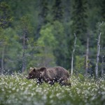 Björngömslet skog gömsle björnar björn 