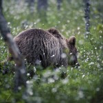 Björngömslet skog gömsle björnar björn 