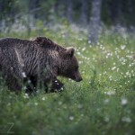 Björngömslet skog gömsle björnar björn 